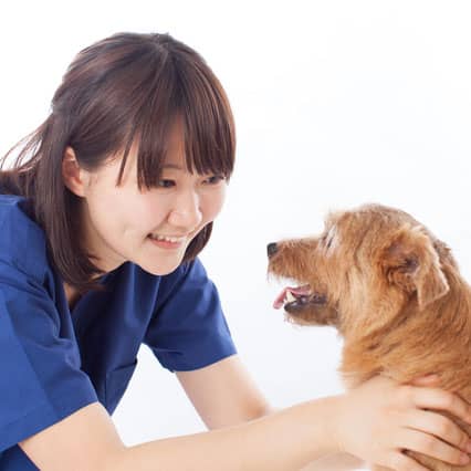 犬と動物看護師