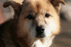 老犬のイメージ画像