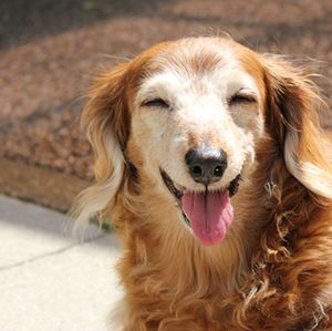 老犬の画像