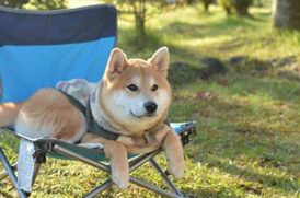 愛犬とお出かけ