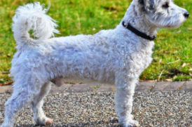 横を向く老犬