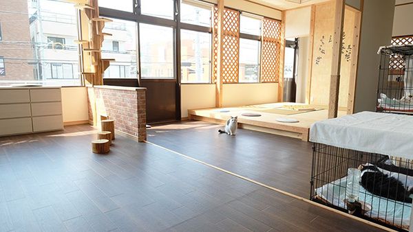 高齢猫専門移住受入施設ちびママの家_外観