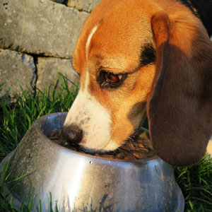 食事する老犬