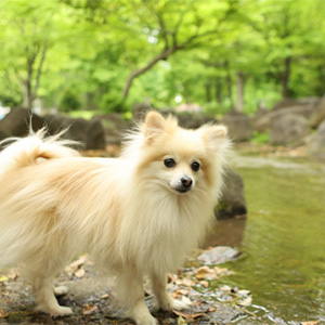水辺にいる老犬