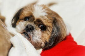 振り返る老犬