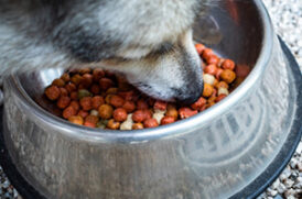 フードを食べる老犬