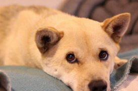 上目遣いの老犬