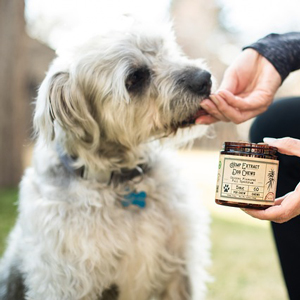 ゼリーを食べる老犬