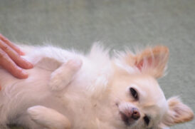 寝転ぶ老犬