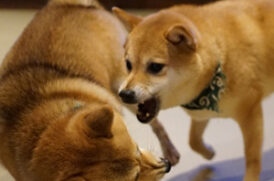 喧嘩する老犬