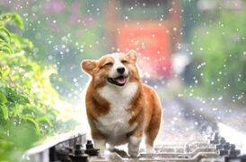 雨の中の老犬