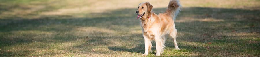 大型犬受入可能施設