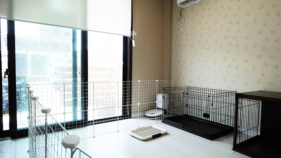 保護猫カフェ＆老犬老猫ホーム Kaipooh_施設内観
