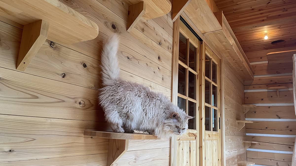 猫専用お預かり施設Furlidsun(ファーキッドサン)_サンルーム