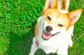 見上げる老犬