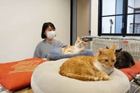 まるねこ_介護風景
