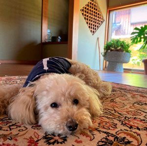 部屋に寝そべる老犬