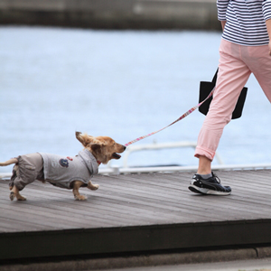 散歩中の老犬